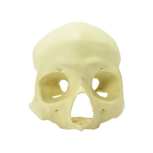 Skull model - 9014  - Nacional Ossos - for implantology / for teaching / craniotomy