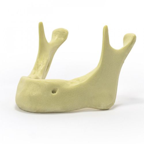 Bone model - 4010  - Nacional Ossos - mandible / jaw / for implantology