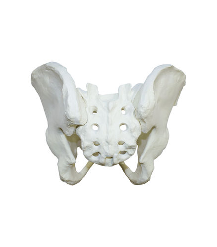 Pelvis model - 2041  - Nacional Ossos - skeleton / with sacrum / hip