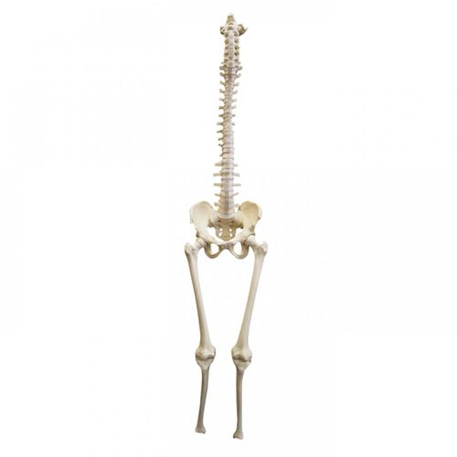 Pelvis model - 5008  - Nacional Ossos - vertebral column / tibia / femur