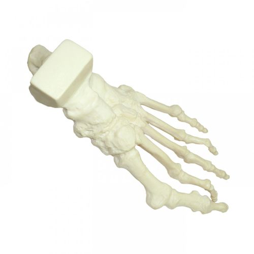 Bone model - 1006-01 - Nacional Ossos - foot / for teaching