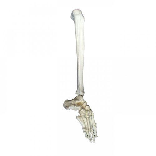 Tibia anatomical model - 1005D - Nacional Ossos - foot / for teaching