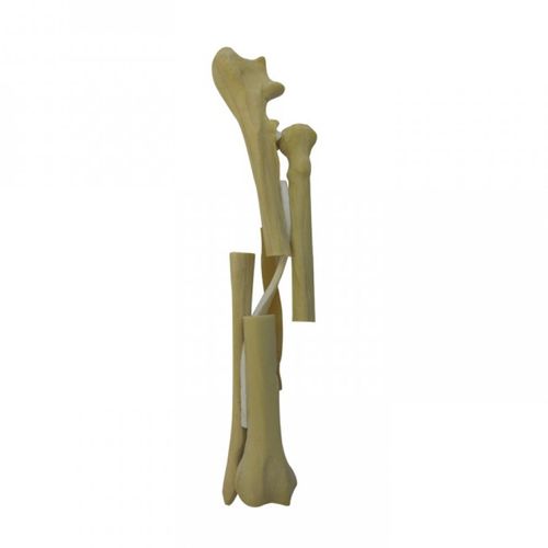 Radius anatomical model - AV730BF1 - Nacional Ossos - cubitus / surgical / training