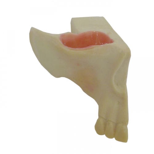 Bone model - 4055-BA - Nacional Ossos - maxilla / sinus / for dental surgery