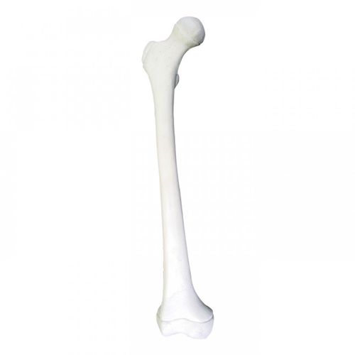 Bone model - 1013 - Nacional Ossos - femur / surgical / for teaching