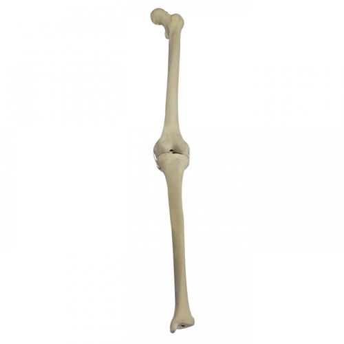 Bone model - 2040BEESP - Nacional Ossos - knee / tibia / femur