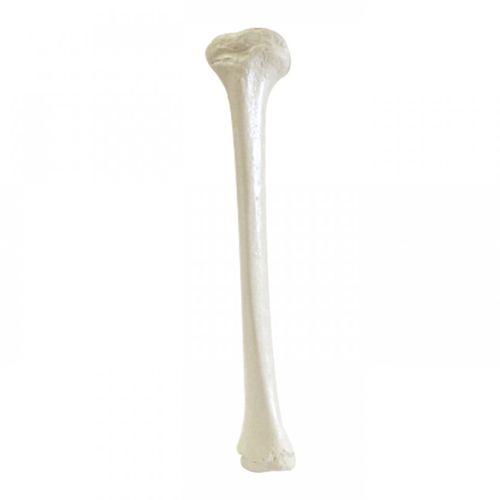 Bone model - 1015 - Nacional Ossos - tibia / orthopedic surgery / training