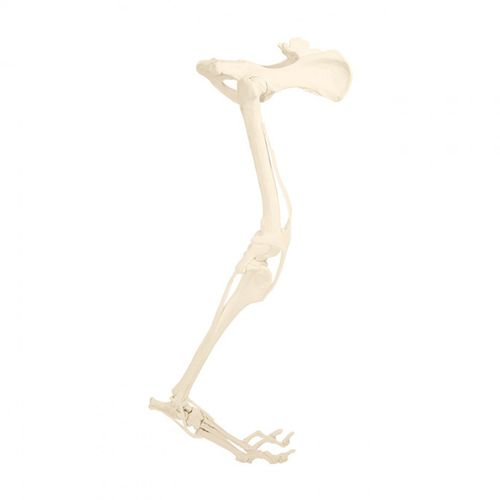 Pelvis model - AV615ESP - Nacional Ossos - leg / surgical / training