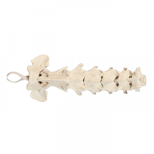 Cervical spine model - AV410 - Nacional Ossos - orthopedic surgery / for veterinary care / for teaching