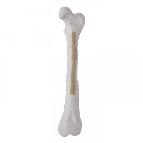 Femur anatomical model - AV250ESPF3 - Nacional Ossos - surgical / training / canine