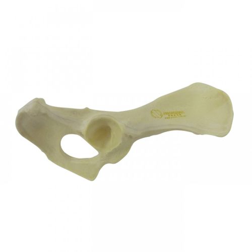 Pelvis model - AV404 D - Nacional Ossos - surgical / training / canine