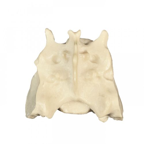 Pelvis model - AV403 - Nacional Ossos - training / canine