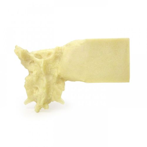 Pelvis model - AV170 - Nacional Ossos - surgery / training / feline