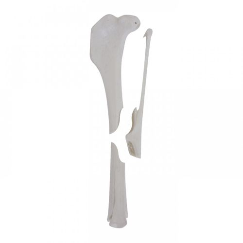 Tibia anatomical model - AV260ESPF1 - Nacional Ossos - surgical / training / canine