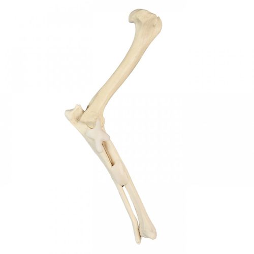 Radius anatomical model - AV750ESP - Nacional Ossos - humerus / cubitus ...