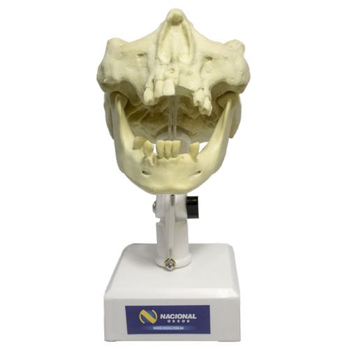 Mandible model - 9973T - Nacional Ossos - maxilla / sinus / denture