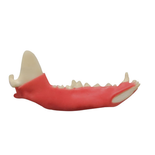 Mandible model - AV110G E - Nacional Ossos - for teaching / canine
