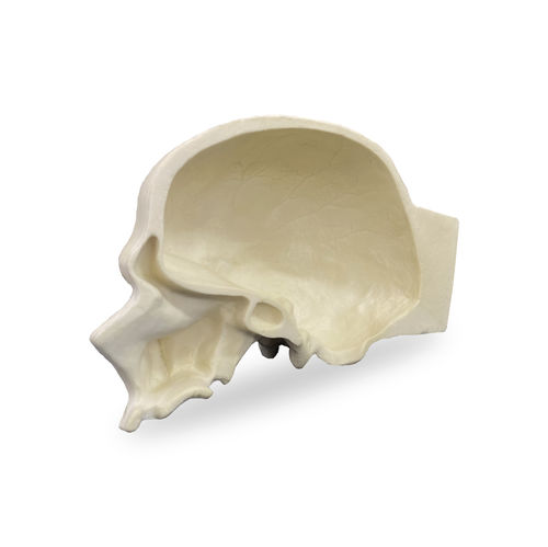 Skull model - 9008  - Nacional Ossos - for implantology / for teaching / craniotomy