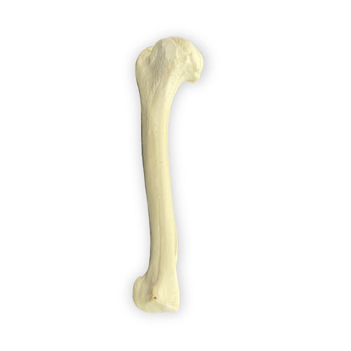 Humerus anatomical model - AV300ESP - Nacional Ossos - surgical / training / canine