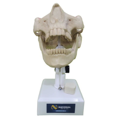 Bone model - 4402T - Nacional Ossos - mandible / maxilla / sinus