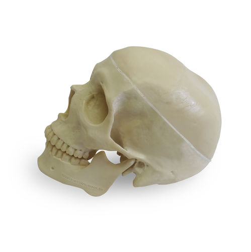 Skull model - 9001-3 - Nacional Ossos - for implantology / polyurethane / articulated