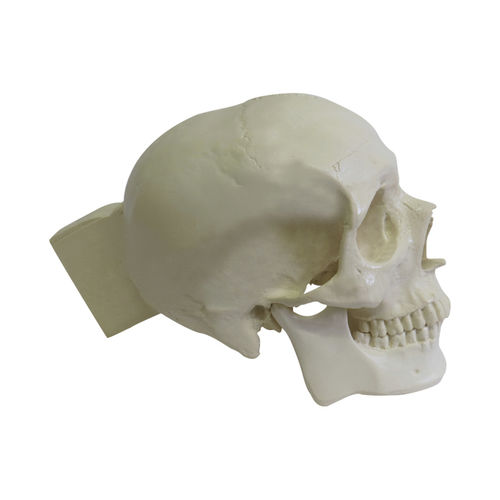 Skull model - 9006 - Nacional Ossos - surgical / polyurethane / articulated