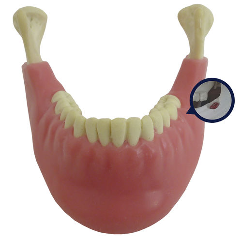 Mandible model - 4402G-02 - Nacional Ossos - teeth / gingival / surgery