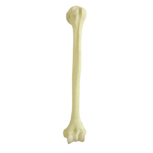 Bone model - 1004 - Nacional Ossos - humerus / orthopedic surgery / training