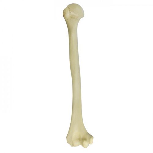 Bone model - 3012BESP - Nacional Ossos - humerus / orthopedic surgery ...