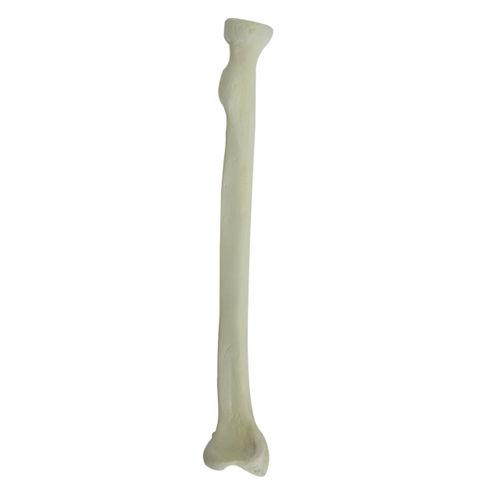 Bone model - 1003 - Nacional Ossos - radius / orthopedic surgery / training