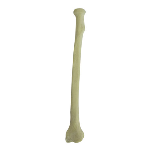 Bone model - 3011 - Nacional Ossos - radius / orthopedic surgery / training