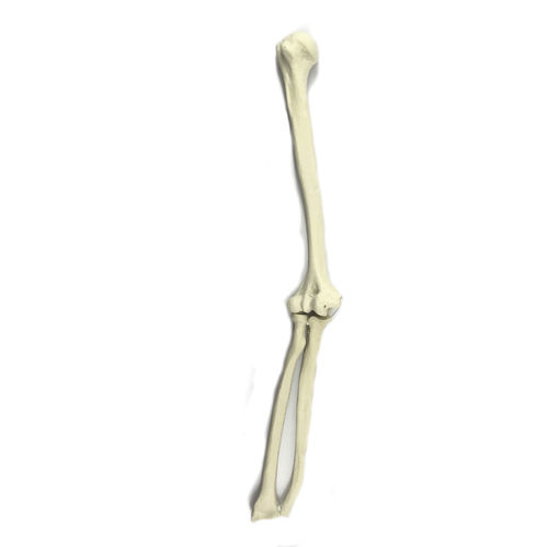Bone model - 3009 - Nacional Ossos - elbow / orthopedic surgery / polyurethane
