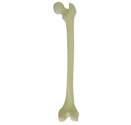 Bone model - 2030 - Nacional Ossos - femur / orthopedic surgery / training