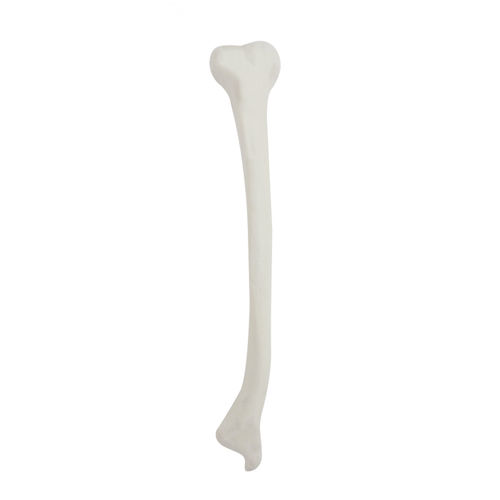 Bone model - 2031DDVL - Nacional Ossos - tibia / training