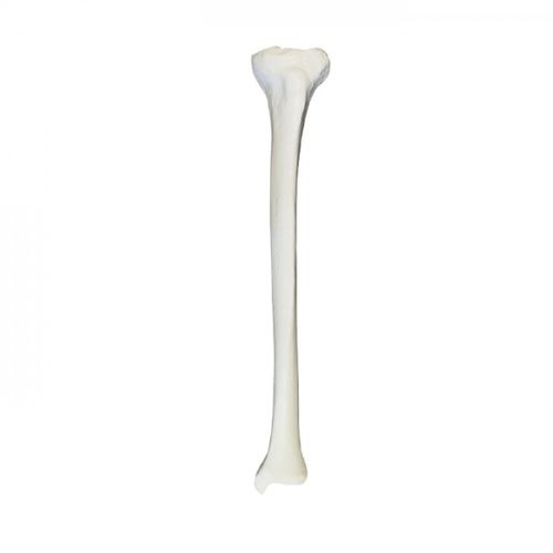 Bone model - 2031BESP - Nacional Ossos - femur / training / polyurethane