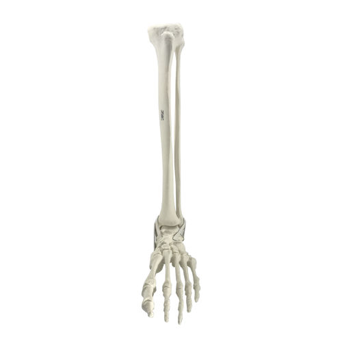 Bone model - 2026PI - Nacional Ossos - tibia / foot / ankle
