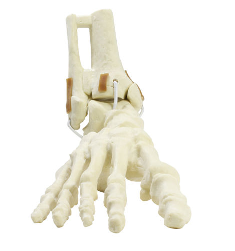 Bone model - 9699 - Nacional Ossos - tibia / fibula / foot