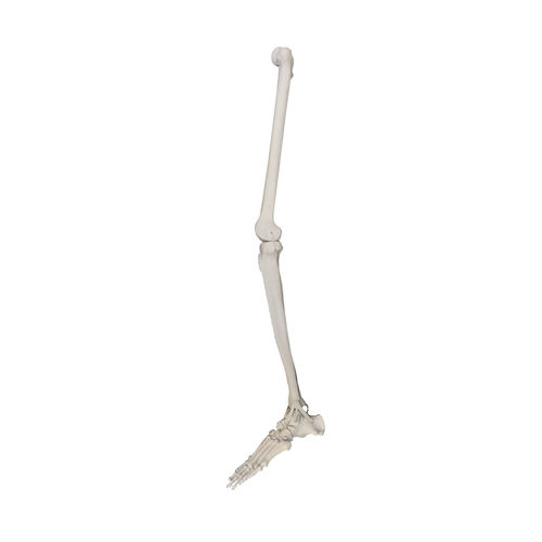 Bone model - 1010PC - Nacional Ossos - leg / foot / orthopedic surgery