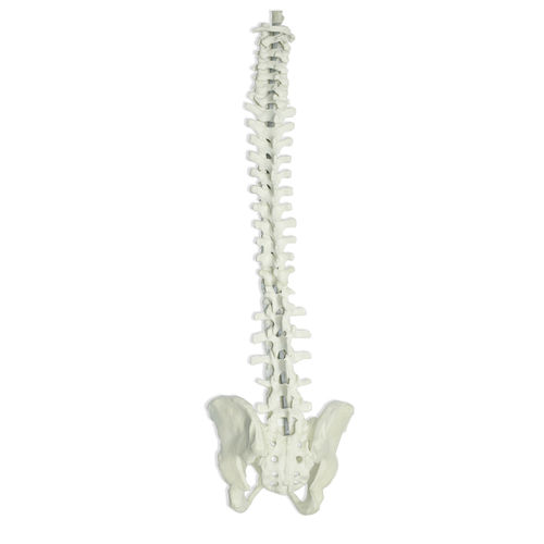 Pelvis model - 5009 - Nacional Ossos - spine / training / flexible