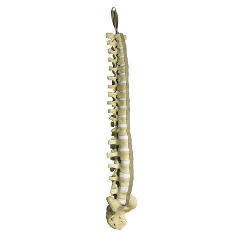 Vertebral column model - 5016 - Nacional Ossos - spine surgery / training / polyurethane