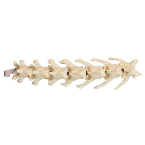 Lumbar vertebral column model - AV411 - Nacional Ossos - surgical / canine / polyurethane