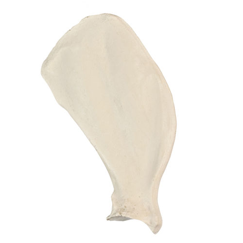Bone anatomical model - AV550 - Nacional Ossos - scapula / surgical / training