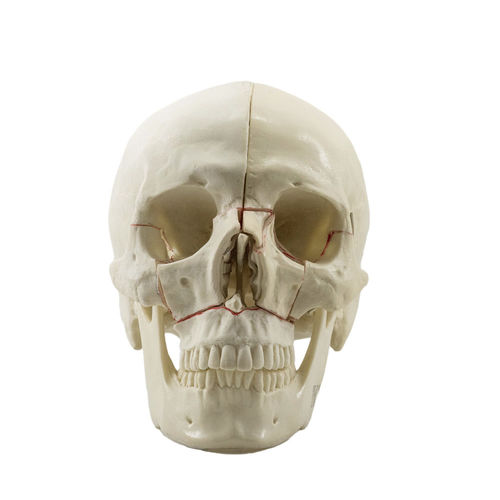 Skull model - 10559 - Nacional Ossos - orthopedic surgery / for teaching / polyurethane