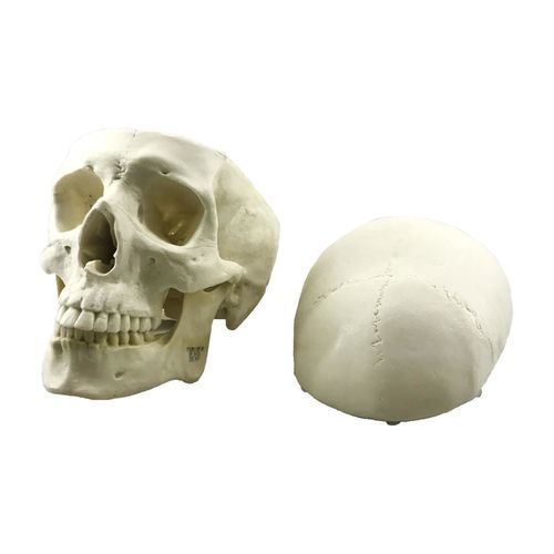Skull model - 9017 - Nacional Ossos - cranial / intracranial / surgical