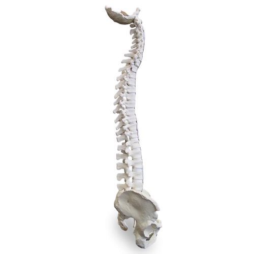Pelvis model - 5006 - Nacional Ossos - vertebral column / flexible