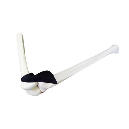 Knee model - 1010 CA - Nacional Ossos - bone / arthroscopy / for knee joint arthroscopy