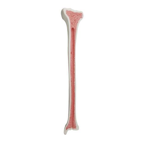 Bone model - 2031BESP - Nacional Ossos - tibia / surgery / training