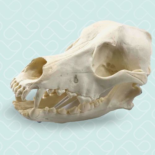 Intracranial anatomical model - 11866 - Nacional Ossos - cranial / skull / orthopedic surgery