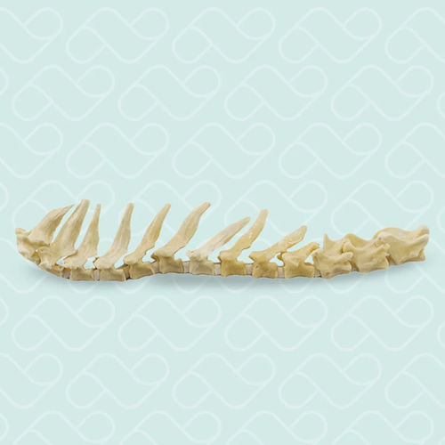 Thoracic model - 12801 - Nacional Ossos - thoracic vertebra / vertebral / spine