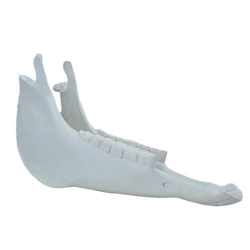 Mandible model - 15260 - Nacional Ossos - for veterinary care / training / for teaching